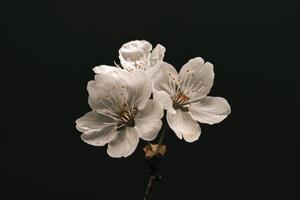Two white flowers are on a branch photo