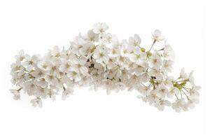 A bunch of white flowers on a white background photo