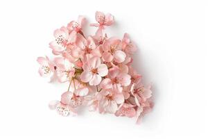 A bunch of pink flowers on a white background photo