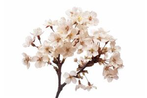 A branch of white flowers on a white background photo