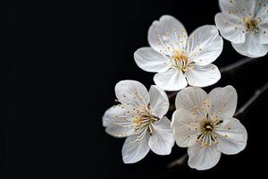 Three white flowers are on a branch photo