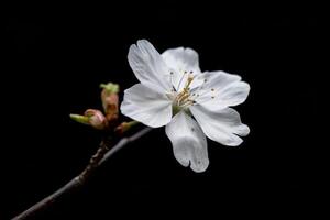 A single white cherry blossom on a branch photo