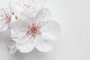 White flowers on a white background photo