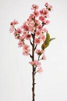 A pink cherry blossom tree with green leaves photo