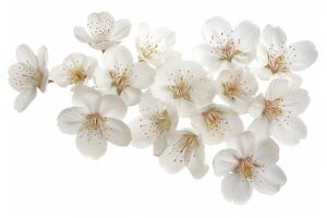 A bunch of white flowers on a white background photo