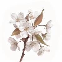 A white flower with leaves on a white background photo