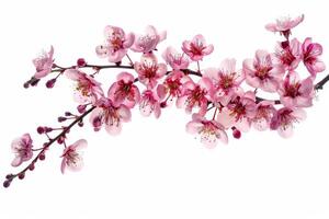 A branch of pink flowers is shown on a white background photo