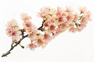 A branch of pink flowers is shown against a white background photo