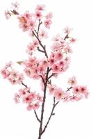 A pink cherry blossom tree is shown on a white background photo