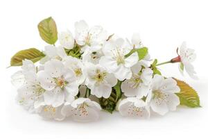 A bunch of white flowers on a white background photo