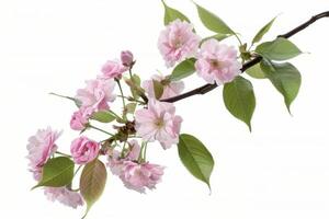 A branch of pink flowers is shown on a white background photo