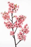 A pink cherry blossom tree is shown against a white background photo