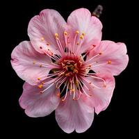 A pink flower with yellow centers on a black background photo