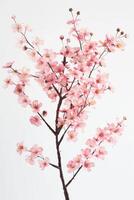 A pink cherry blossom tree is shown against a white background photo