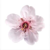 A single pink flower is shown on a white background photo