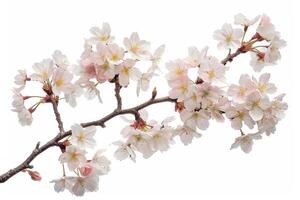 A branch of cherry blossoms is shown on a white background photo