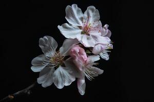 A single white and pink flower on a branch photo