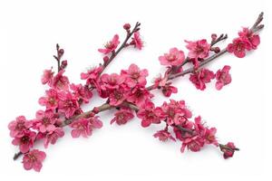 A branch of pink flowers on a white background photo