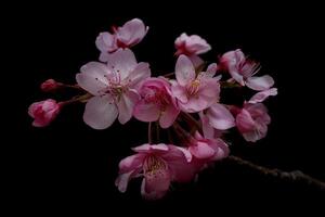 A branch of pink cherry blossoms is shown against a black background photo