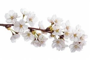 A branch of white flowers is shown on a white background photo