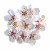 A bunch of white flowers on a white background photo