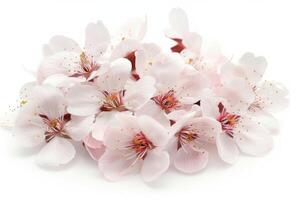 A bunch of pink flowers on a white background photo
