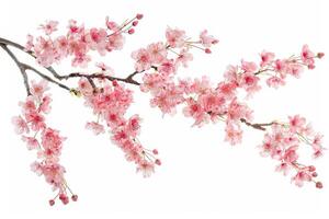 A branch of pink flowers is on a white background photo