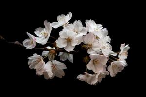 A branch of white flowers is on a black background photo