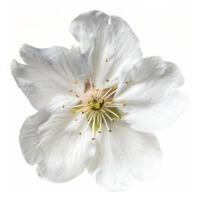 A white flower is shown on a white background photo
