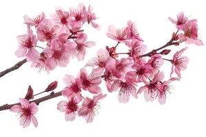 A branch of pink flowers is shown on a white background photo