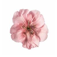 A single pink flower is shown on a white background photo