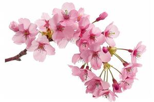 A pink cherry blossom is shown on a white background photo