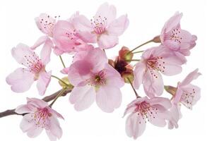 A branch of pink cherry blossoms is shown photo