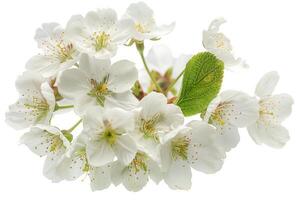 A white cherry blossom is shown on a white background photo