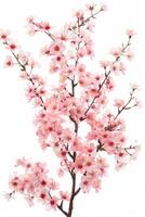 A pink cherry blossom tree is shown against a white background photo