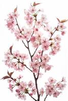 A pink cherry blossom tree with white background photo