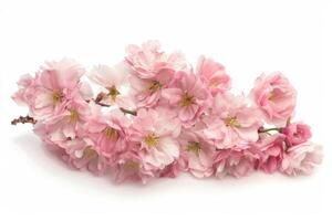 A bunch of pink flowers on a white background photo