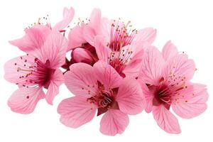 A bunch of pink flowers on a white background photo