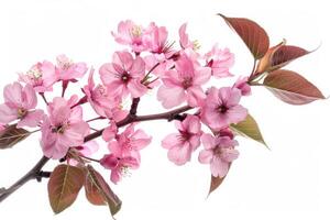 A branch of pink flowers is shown on a white background photo