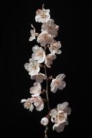 A branch of cherry blossoms is on a black background photo