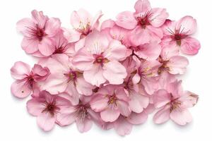 A bunch of pink cherry blossoms on a white background photo
