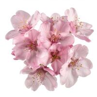 A bunch of pink flowers on a white background photo