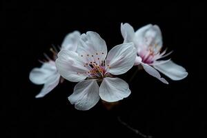 Two white flowers are on a black background photo