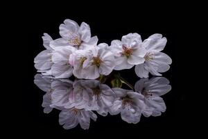 Cherry blossoms on a black background photo
