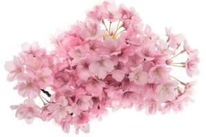 A bunch of pink flowers on a white background photo