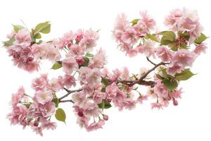 A branch of pink flowers is shown on a white background photo