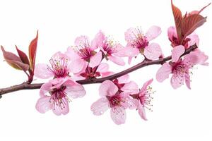 A branch of pink flowers is shown on a white background photo