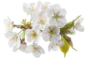 A branch of white flowers on a white background photo