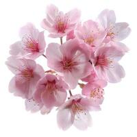 A bunch of pink cherry blossoms on a white background photo