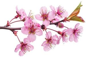 A branch of pink flowers is shown on a white background photo